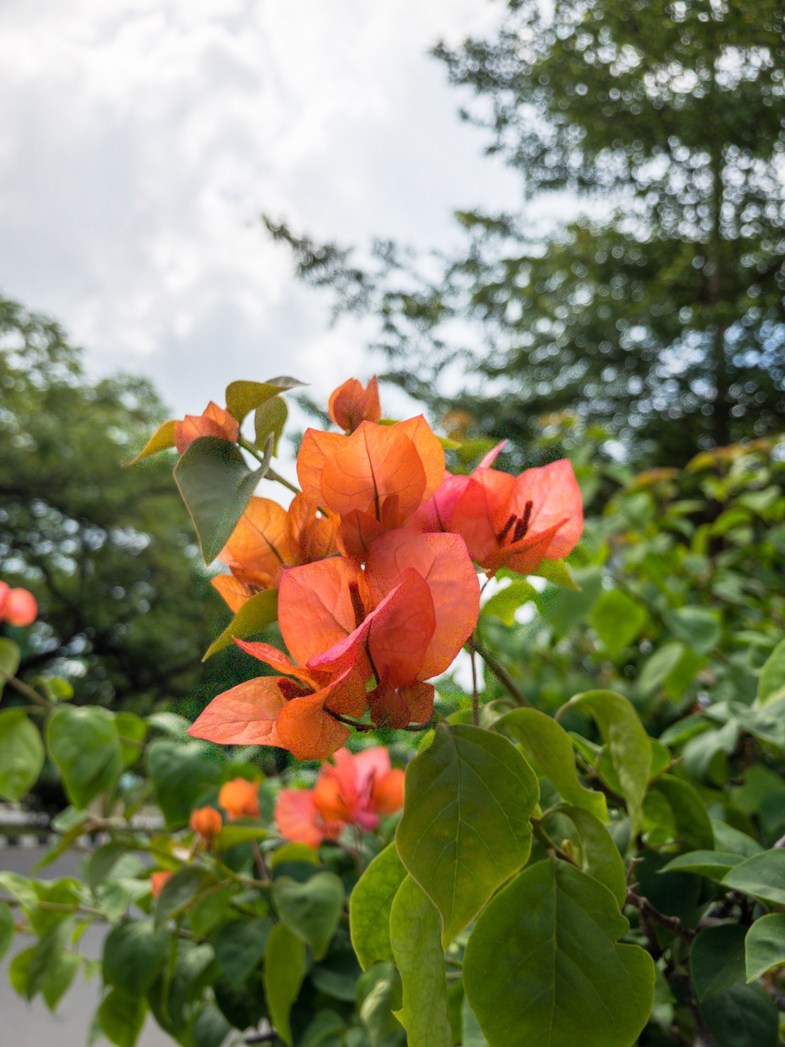 東南アジアで咲く花 ブーゲンビリア Bougainvillea 雲風の旅人